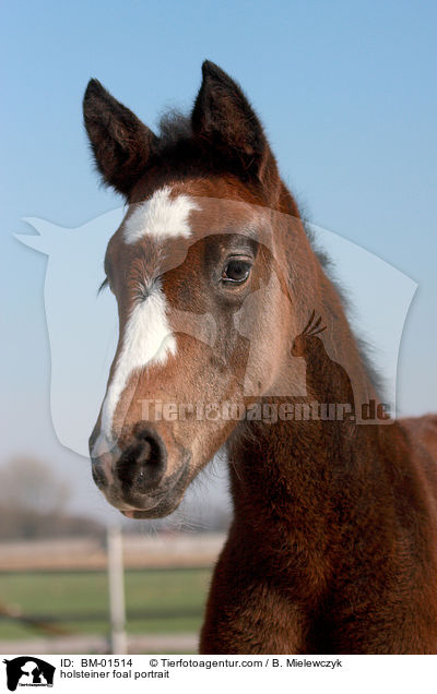 Holsteiner Stutfohlen Portrait / holsteiner foal portrait / BM-01514