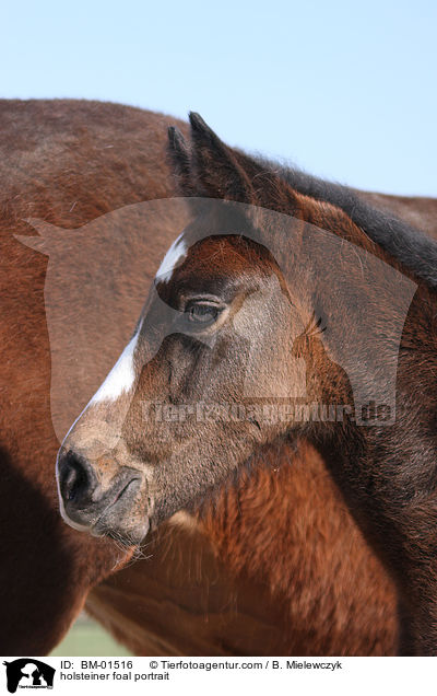 Holsteiner Stutfohlen Portrait / holsteiner foal portrait / BM-01516