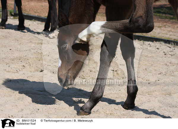 Holsteiner Stutfohlen / holsteiner foal / BM-01524