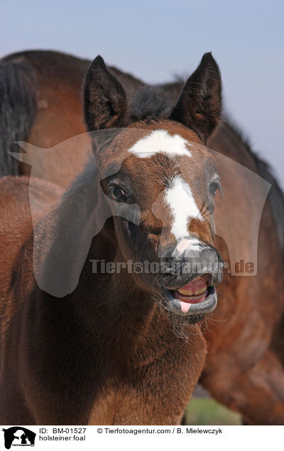 flehmendes Holsteiner Stutfohlen / holsteiner foal / BM-01527