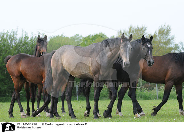 Holsteiner horses / AP-05290