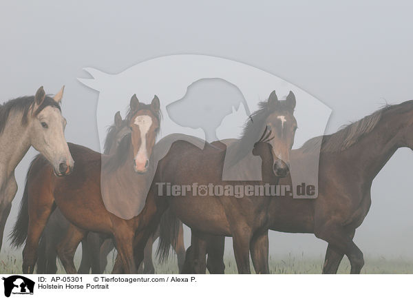 Holsteiner Portrait / Holstein Horse Portrait / AP-05301