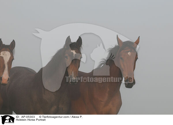 Holsteiner Portrait / Holstein Horse Portrait / AP-05303