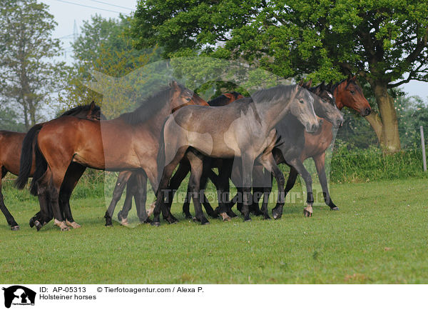 Holsteiner horses / AP-05313