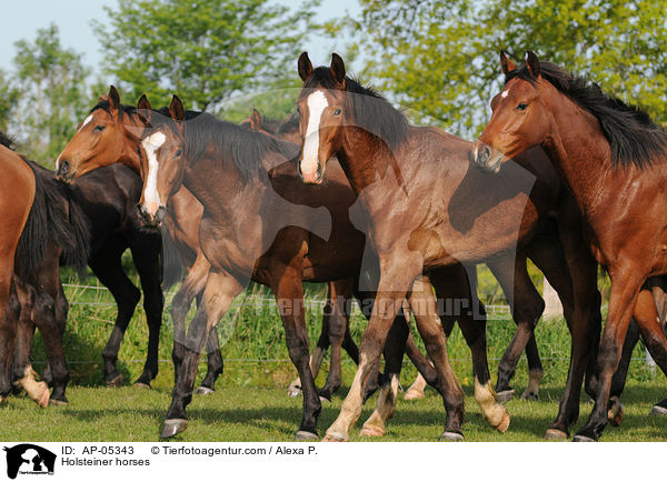 Holsteiner horses / AP-05343