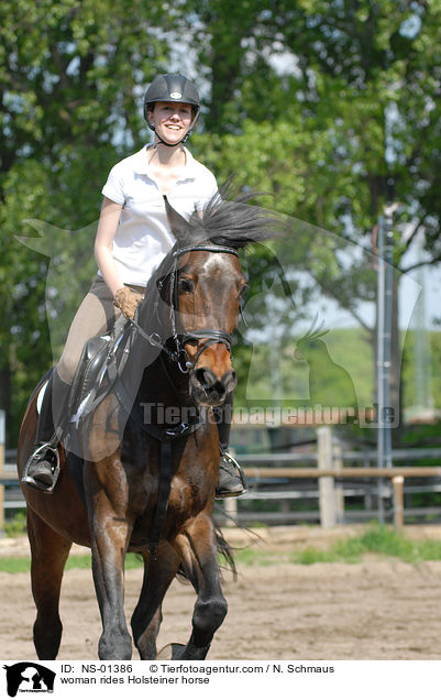 Holsteiner unter dem Reiter / woman rides Holsteiner horse / NS-01386