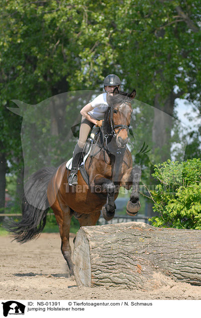 jumping Holsteiner horse / NS-01391
