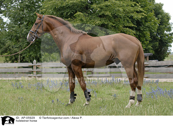 Holsteiner / holsteiner horse / AP-05929