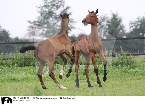 Holsteiner Fohlen / holsteiner foals / BM-01987