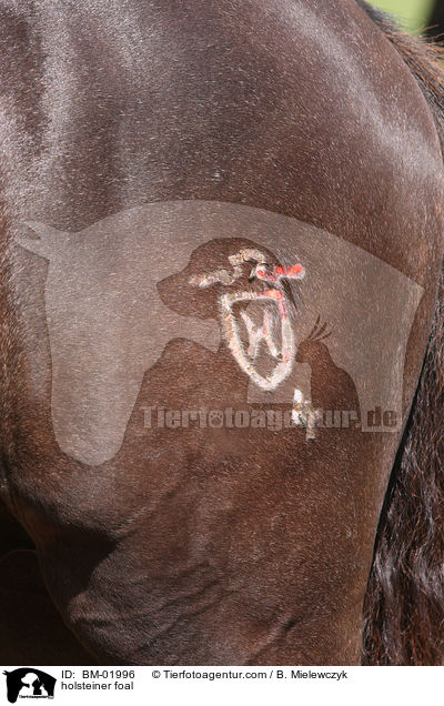 Holsteiner Fohlen / holsteiner foal / BM-01996