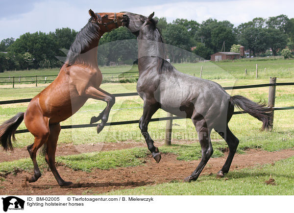 kmpfende Holsteiner / fighting holsteiner horses / BM-02005