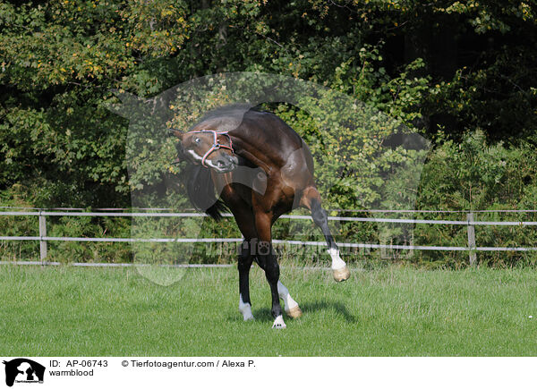 Holsteiner / warmblood / AP-06743