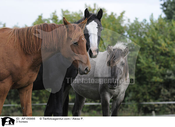 3 horses / AP-06866