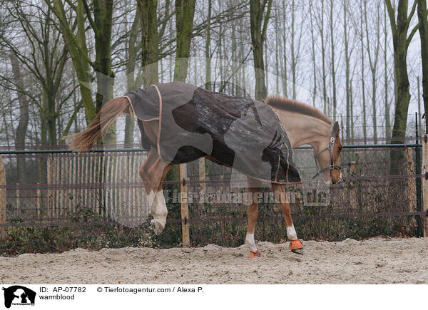 Holsteiner / warmblood / AP-07782