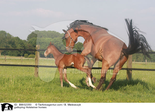 galoppierende Holsteiner / galloping Holsteiner horses / BM-02350