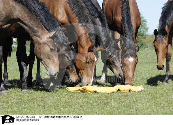 Holsteiner / Holsteiner horses / AP-07933