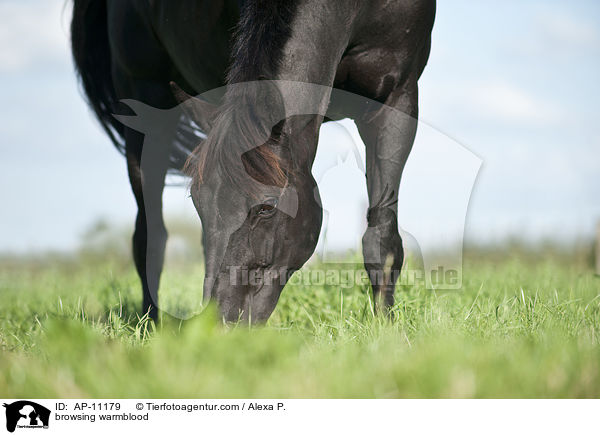 browsing warmblood / AP-11179