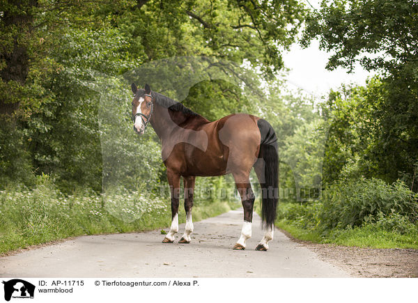 Holsteiner / warmblood / AP-11715