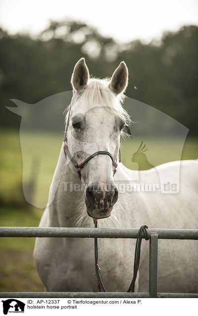 Holsteiner Portrait / AP-12337