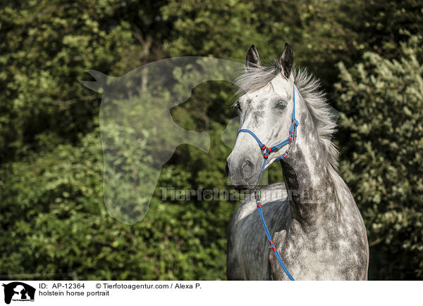 Holsteiner Portrait / AP-12364