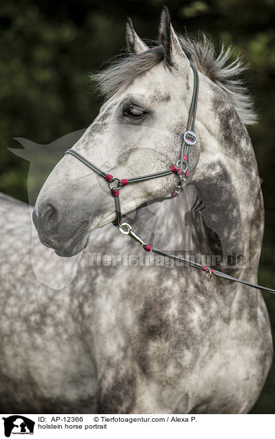 Holsteiner Portrait / AP-12366