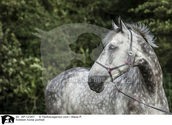 Holsteiner Portrait / AP-12367