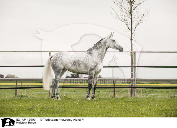 Holsteiner / AP-12900