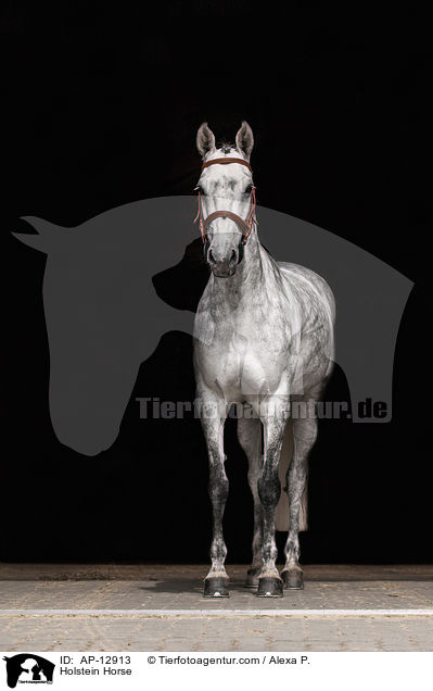 Holsteiner / AP-12913
