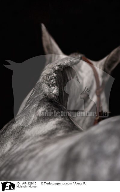 Holsteiner / AP-12915