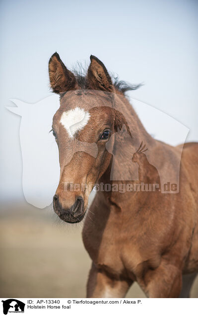 Holstein Horse foal / AP-13340