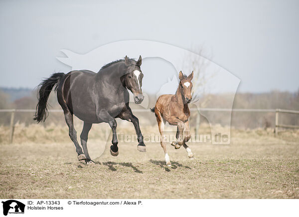 Holstein Horses / AP-13343
