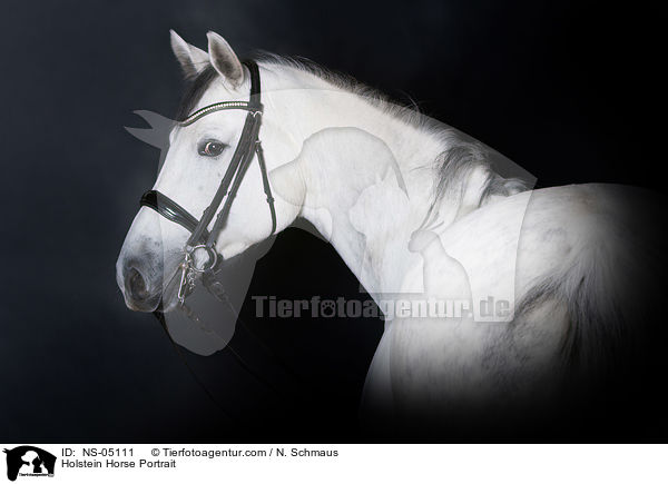 Holsteiner Portrait / Holstein Horse Portrait / NS-05111