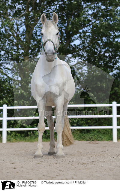 Holstein Horse / PM-06789