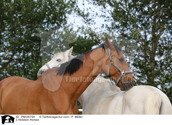 2 Holstein Horses / PM-06794