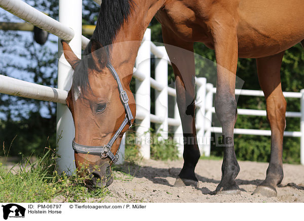 Holstein Horse / PM-06797