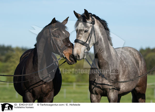Holsteiner / holsteins horses / EHO-01337