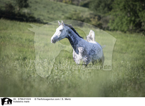 Holsteiner Stute / holsteins mare / STM-01024