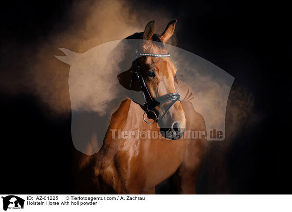 Holsteiner mit Holi Pulver / Holstein Horse with holi powder / AZ-01225