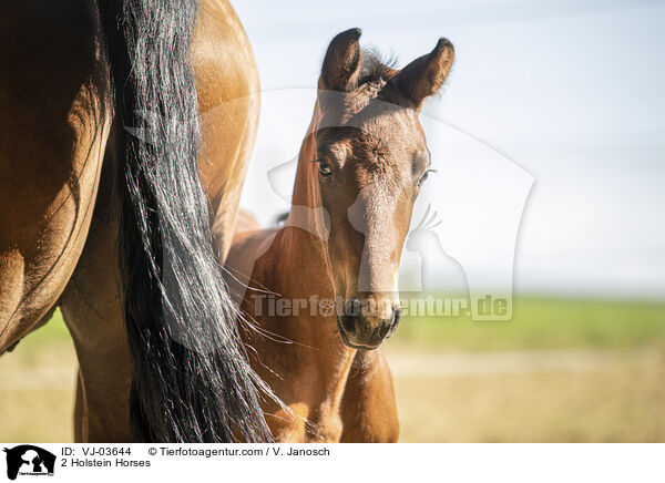 2 Holstein Horses / VJ-03644