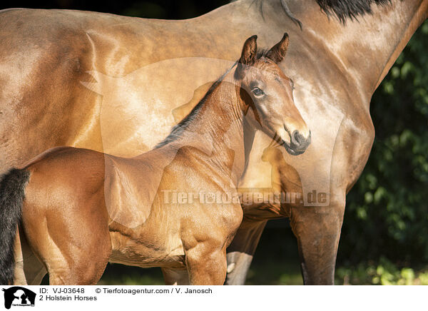 2 Holstein Horses / VJ-03648