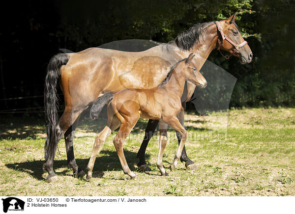 2 Holsteiner / 2 Holstein Horses / VJ-03650