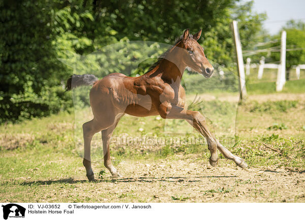 Holsteiner Fohlen / Holstein Horse Foal / VJ-03652