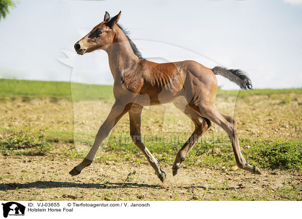 Holsteiner Fohlen / Holstein Horse Foal / VJ-03655
