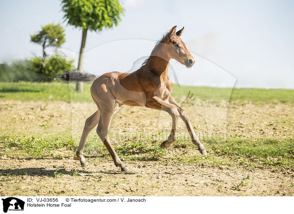 Holsteiner Fohlen / Holstein Horse Foal / VJ-03656