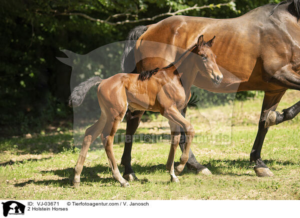 2 Holstein Horses / VJ-03671