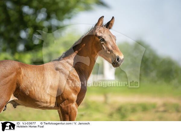 Holsteiner Fohlen / Holstein Horse Foal / VJ-03677