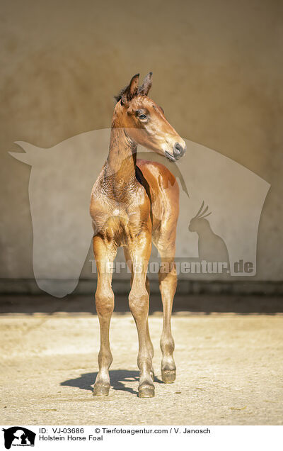 Holstein Horse Foal / VJ-03686