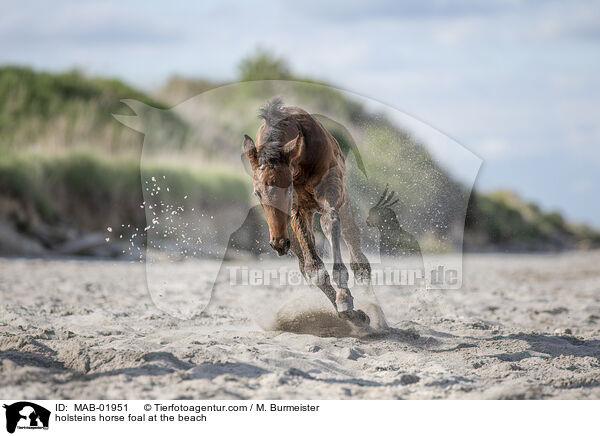 Holsteiner Stutfohlen am Strand / holsteins horse foal at the beach / MAB-01951
