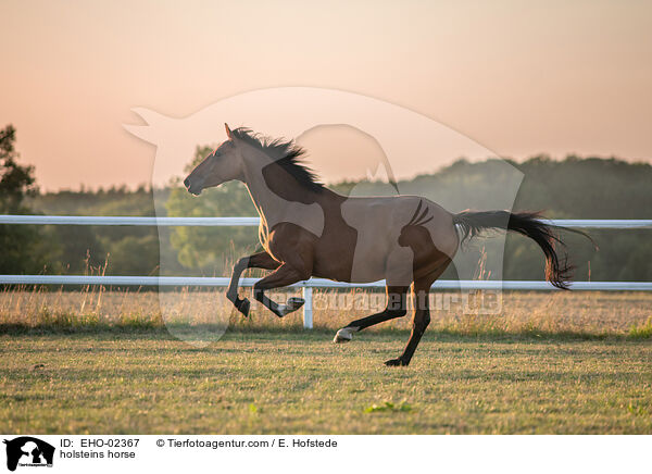 holsteins horse / EHO-02367