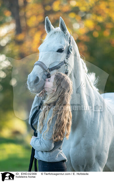 Holsteiner / holsteins horse / EHO-02368